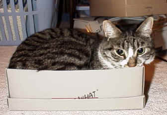 Loki in a box